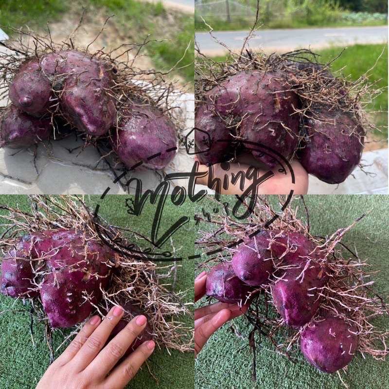 มันมือเสือม่วงนิยมนำหัวมาทำขนม - รูปที่ 3