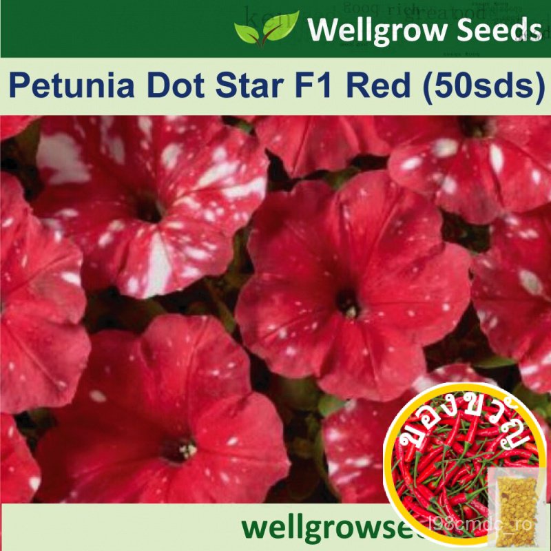 เมล็ด: Petunia dot Star F1 Red pelleted (50sds) ◾: เมล็ดพิทูเนียเมล็ดพืช ZELH