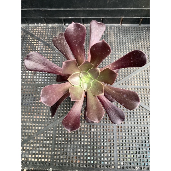 Aeonium ไม้อวบน้ำ succulent