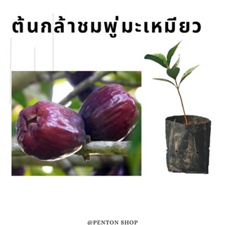 ต้นกล้าชมพู่มะเหมียว