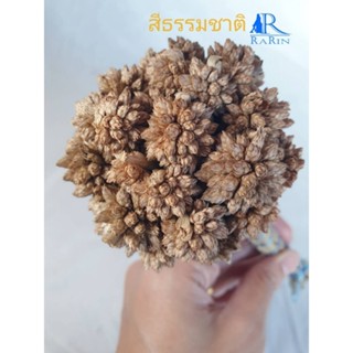 Rarin ดอกไข่แมงดา หรือ กระดิ่งนางฟ้า (สีธรรมชาติ) ใช้ตกแต่งแจกัน แต่งร้าน พร๊อพถ่ายรูป แต่งโต๊ะอาหาร งาน DIY