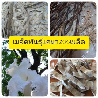 เมล็ดพันธุ์เเคนา 100 เมล็ด