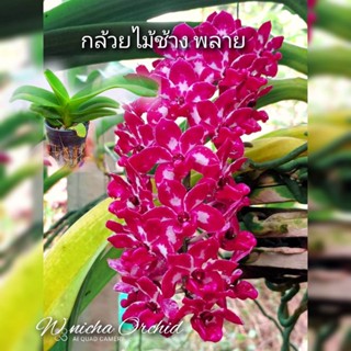 ช้างนิ้วพลายขนาด 1 นิ้ว