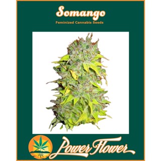 Somango เมล็ดกัญชา ตัวเมีย feminized cannabis seeds from EU/US