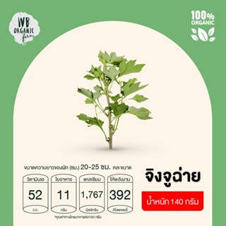 WB Organic Farm จิงจูฉ่าย ผักสลัด ผักสด มาตรฐานออร์แกนิค IFOAM ปลอดสารพิษ 100%  เก็บใหม่ทุกออเดอร์ เก็บ-แพ็ค-ส่งตรงจากฟา