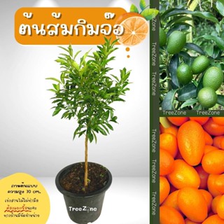 ต้นส้มกิมจ๊อหรือส้มกัมควอท สูง 60-70 cm. (เกรดพรีเมียม ประกันพันธุ์แท้100%)