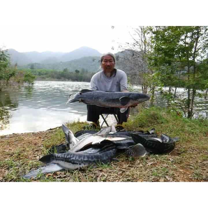 [Saki] ตะขอเกี่ยวกบเป็น หน้าตรง ซองเหลือง LF2018 ก้านเบ็ดแข็งแรง เกสรเบ็ดคม-แข็ง - รูปที่ 4