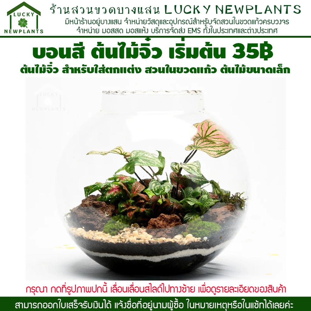 ต้นไม้จิ๋ว สวนขวด ต้นไม้ใส่ สวนขวดแก้ว สวนถาด เริ่มต้น 35 บาท