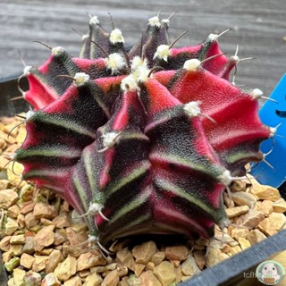 (B54) ต้นยิมโนด่าง คัดพิเศษ ไม้เมล็ด - (gymnocalycium) - แคคตัส/ง่าย ปลูก สวนครัว เมล็ด/ผักชี LKWK