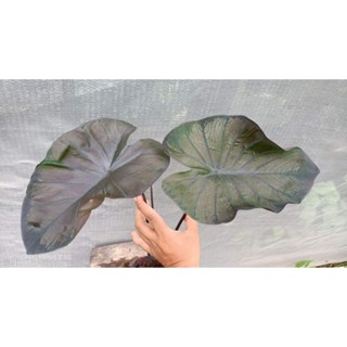 Colocasia diamond head