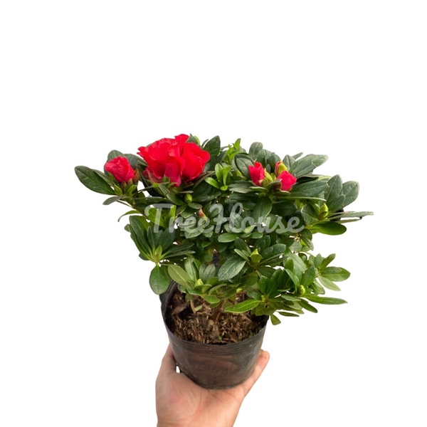 กุหลาบพันปี กระถาง 6 นิ้ว สูง 18-20 ซม. Rhododendron moulmeinene Hook pot”6 height 18-20 Cm.