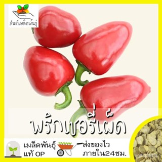 ผลิตภัณฑ์ใหม่ เมล็ดพันธุ์ 2022เมล็ดอวบอ้วน พริกเชอรี่เผ็ด 40 เมล็ด Red Hot Cherry Pepper Seed เมล็ดอวบอ้วนแท้10 /ง่าย SV