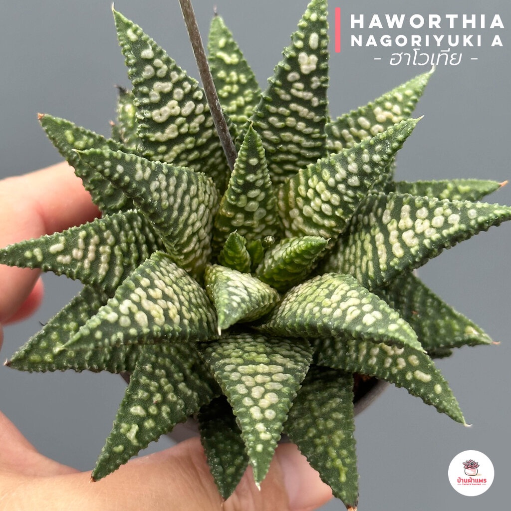 ฮาโวเทีย Haworthia Nagoriyuki A ไม้อวบน้ำ กุหลาบหิน cactus&amp;succulentหลากหลายสายพันธุ์