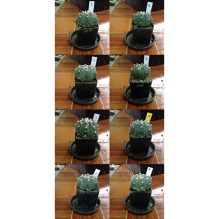 Astrophytum แคคตัส กระบองเพชร กระถางละ 20 บาท A03