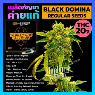 เมล็ดพันธุ์กัญชา Black Domina Regular / AK 47 Regular สุ่มเพศ เมล็ดกัญชานอก เมล็ดค่าย Blimburnseeds แบ่งขาย ตรงปก💯%