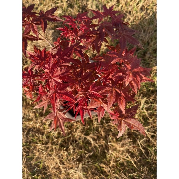 ต้นเมเปิ้ลนำเข้าพันธุ์ Red Deshojo Japanese maple | モミジ 【野村