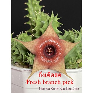 เก๋งจีน Huernia Korat Sparkling Star *กิ่งเด็ดสด* แคคตัส ไม้อวบน้ำ Cactus and Succulent