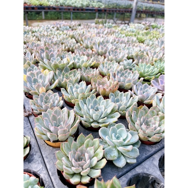 Echeveria :  Fiona ” ราคา ถูกที่สุด ดีลบีเคเค แกลเลอรีภาพที่ 7
