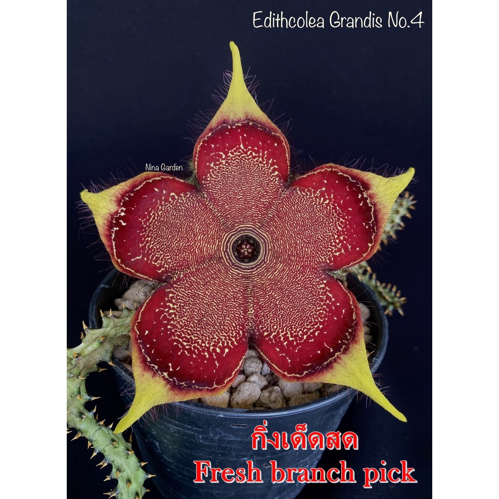 เก๋งจีน Edithcolea Grandis No.4 *กิ่งเด็ดสด* แคคตัส ไม้อวบน้ำ Cactus and Succulent