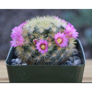 กระบองเพชร แคคตัส แมมมิลสเรีย ซับดักต้า 
mammillaria subducta