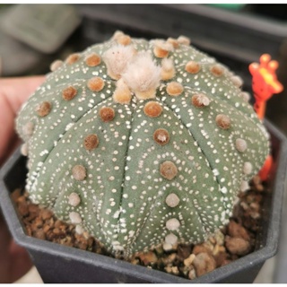 แอส​โตรไฟตั้ม  star shap #แคสตัส castus​ astrophytum แอสโตร แอสโตร​ไ​ฟตั้​ม แอสโตรไฟตัม กระบองเพชร แอสโตรวี super