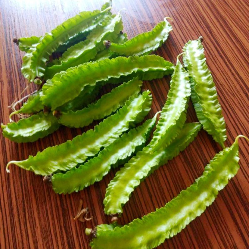 🌱ต้นถั่วพู🌱(ปลูกด้วยวิธีปลอดสารพิษ) รากแน่นพร้อมปลูก ขนาดถุงเพาะชำ 6 นิ้ว ผักพื้นบ้าน ไม้เลื้อย