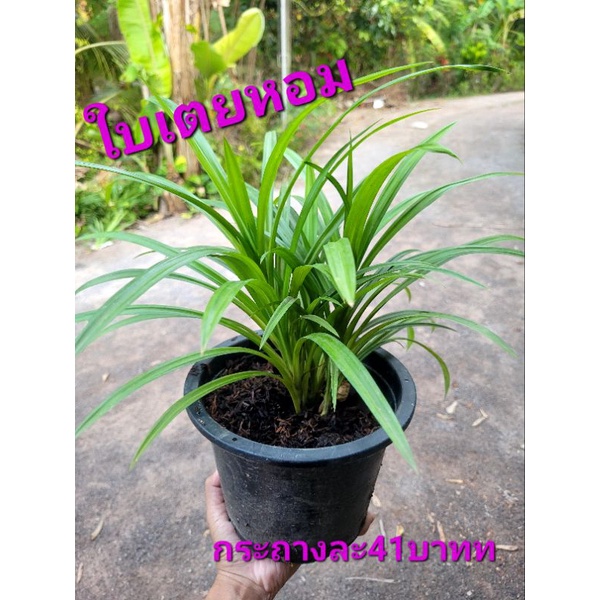 《พร้อมส่ง》ต้นใบเตยหอม ต้นใบเตยหอมในกระถาง กระถางละ3-5ต้น