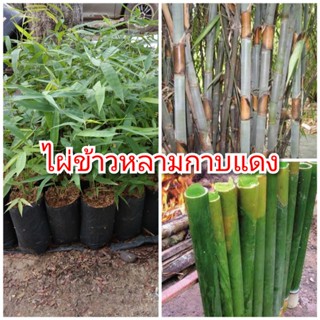 ไผ่ข้าวหลามกาบแดง ไผ่ปล้องยาวใช้เผาข้าวหลาม เยื่อหนา ต้นพันธุ์เพาะเมล็ดสูง 40-50 ซม. รับประกันพันธุ์แท้ 100%