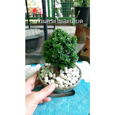 ใบละเอียดยิบ แก้วแคระมหามงคลไม้จิ๋วบอนไซ เหมาะจัดสวนถาดมินิ