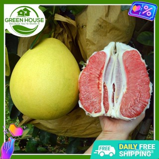 ผลิตภัณฑ์ใหม่ เมล็ดพันธุ์ จุดประเทศไทย ❤[Green House] Pomelo/Suha Davao Seeds for Planting Vegetable Plants, Hy /ผักชี L