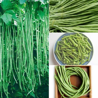 （คุณภาพสูง เมล็ด）Long Bean Seeds (50pcs/bag) เมล็ดพันธุ์ผัก ผักสวนครัว Healthy and Nutritious/ง่าย ปลูก สวนครัว /มะระ RN