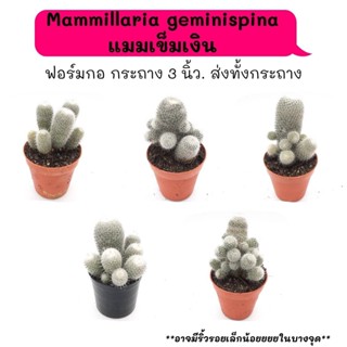 MT096 Mammillaria geminispina แมมเข็มเงิน ฟอร์มกอ cactus กระบองเพชร แคคตัส กุหลาบหิน พืชอวบน้ำ
