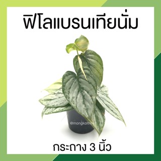 ฟิโลแบรนเทียนั่ม รูปหัวใจ กระถาง 3 นิ้ว philodendron brandtianum ฟิโลเดนดรอนแบรนด์เทียนัม สีซิลเวอร์ ฟอร์มสวย