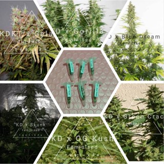 เมล็ดKD Blue Dream/KD x Gorilla /KD x Green Crack/ KD x OG kush/ KD x Skunk/kd x gelato ชุด5เมล็ด