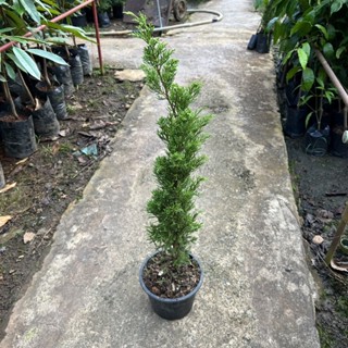 ต้นไม้สนมังกร (Juniperus chinensis) สุง 50-65 ซม. จัดส่งพร้อมกระถาง 8 นิ้ว หรือ ถุง 5 นิ้ว