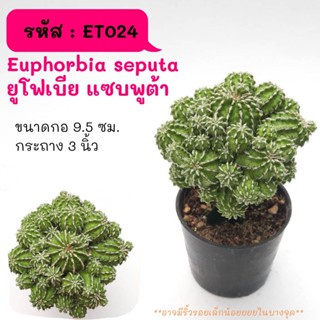 ET024 Euphorbia seputa ยูโฟเบีย แซบพูต้า cactus กระบองเพชร แคคตัส กุหลาบหิน พืชอวบน้ำ