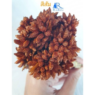 Rarin ดอกไข่แมงดา หรือ กระดิ่งนางฟ้า (สีส้ม) ใช้ตกแต่งแจกัน แต่งร้าน พร๊อพถ่ายรูป แต่งโต๊ะอาหาร งาน DIY