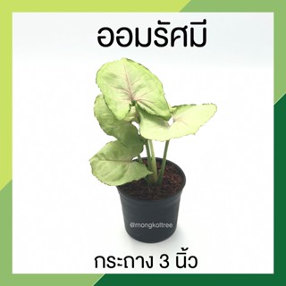 ออมรัศมี รัศมีเงิน ออมเงินใบกลม กระถาง 3 นิ้ว Syngonium Podophyllum ต้นไม้มงคลสวยๆ เสริมเรื่องเงิน เรื่องทอง เสริมโชคลาภ