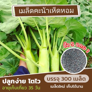 เมล็ดพันธุ์ คะน้าเห็ดหอม แบ่งขาย 300 เมล็ด (ซื้อ 5 แถม 1)