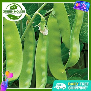ผลิตภัณฑ์ใหม่ เมล็ดพันธุ์ จุดประเทศไทย ❤[Green House] Snow Peas Seeds for Planting Vegetable Plants (120 Seed)  /คะน้า 6