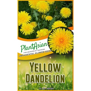 ผลิตภัณฑ์ใหม่ เมล็ดพันธุ์ จุดประเทศไทย ❤YELLOW DANDELION FLOWERS SEEDSเมล็ดอวบอ้วน 100% รอคอยที่จะให้ความสนใจขอ /ผักชี W