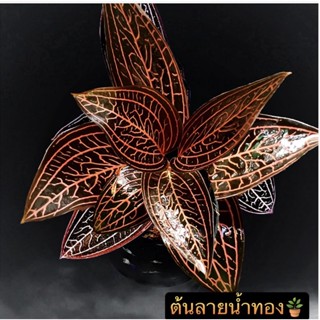 ว่านน้ำทองสวยๆหายากสีสวยๆ (ต้นไม้มงคล )💥ไม้มงคลจัดส่งทั้งกระถาง🍀
