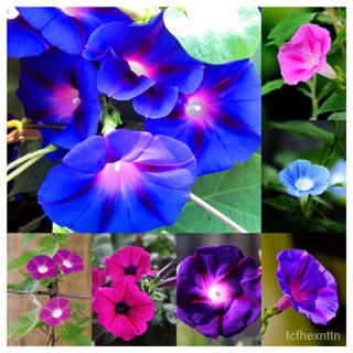 （คุณภาพสูง เมล็ด）1000 แคปซเมล็ดพันธุ์พิทูเนียแท้ 100% Petunia Seed Flower Seed เมล็ด พิทูเนีย คุณภาพ เมล็ดเมล็ดพ/ผักชี G