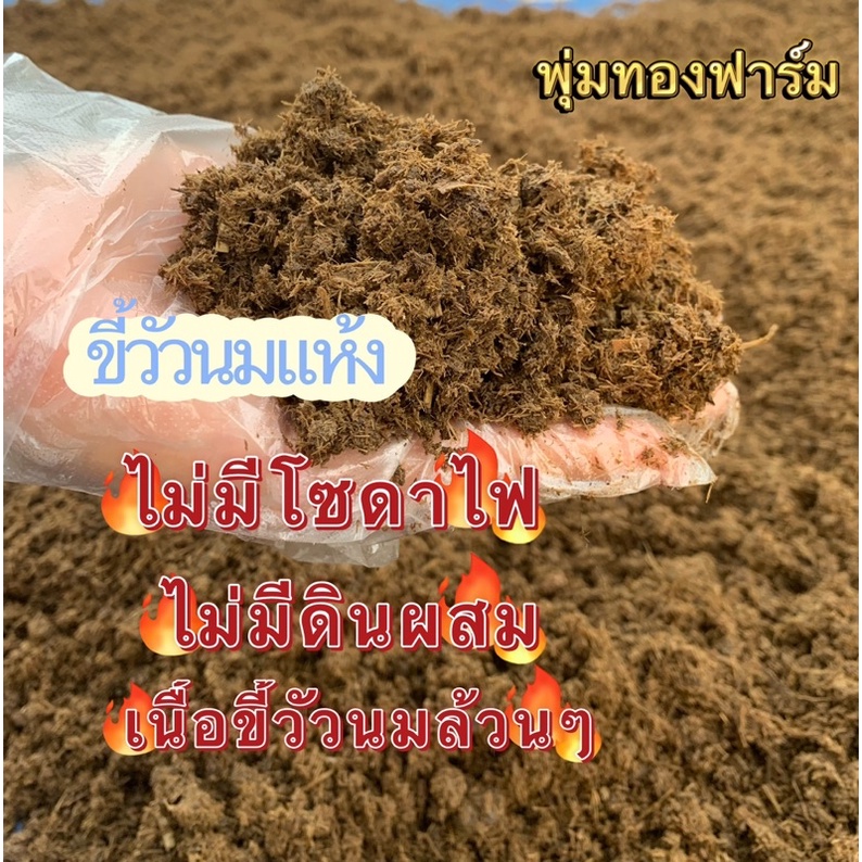 มูลวัวนม ขี้วัวแห้ง ถูกสุดขี้วัว ตากแห้ง ไม่มีโซดาไฟพร้อมใช้ ปุ๋ยคอก ปุ๋ยอินทรีย์ บำรุงดินพืช ขนาด10โล ‼️ส่งฟรี‼️