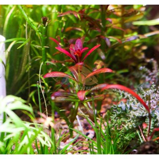 ต้นไม้น้ำ โรทาล่าซันเซท Rotala ramosior "Sunset"