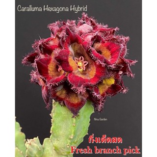 เก๋งจีน Caralluma Hexagona Hybrid*กิ่งตัดสด* แคคตัส ไม้อวบน้ำ Cactus and Succulent