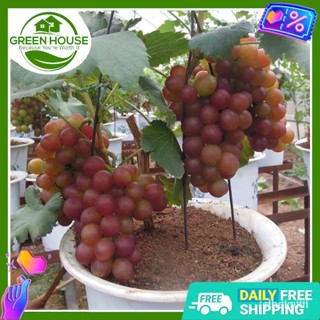 ผลิตภัณฑ์ใหม่ เมล็ดพันธุ์ จุดประเทศไทย ❤[Green House] Bonsai Grape Seeds for Planting Plants (15 Seed) Red   FR /มะเขือ