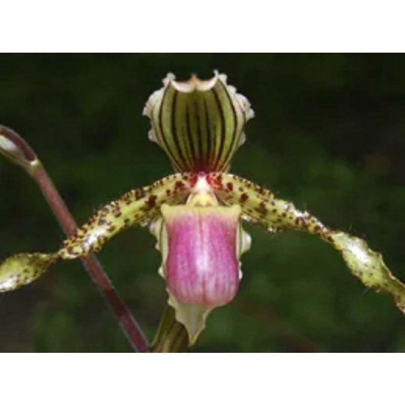 Paph.Kolopakingii x Paph.liemianum