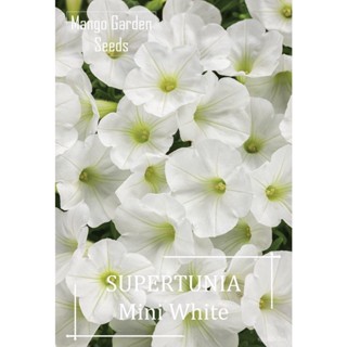 ผลิตภัณฑ์ใหม่ เมล็ดพันธุ์ จุดประเทศไทย ❤Petunia Mini White Flower Seeds - 30 seed *Pot Friendly* Tanam Pasu, Bi /มะเขือ