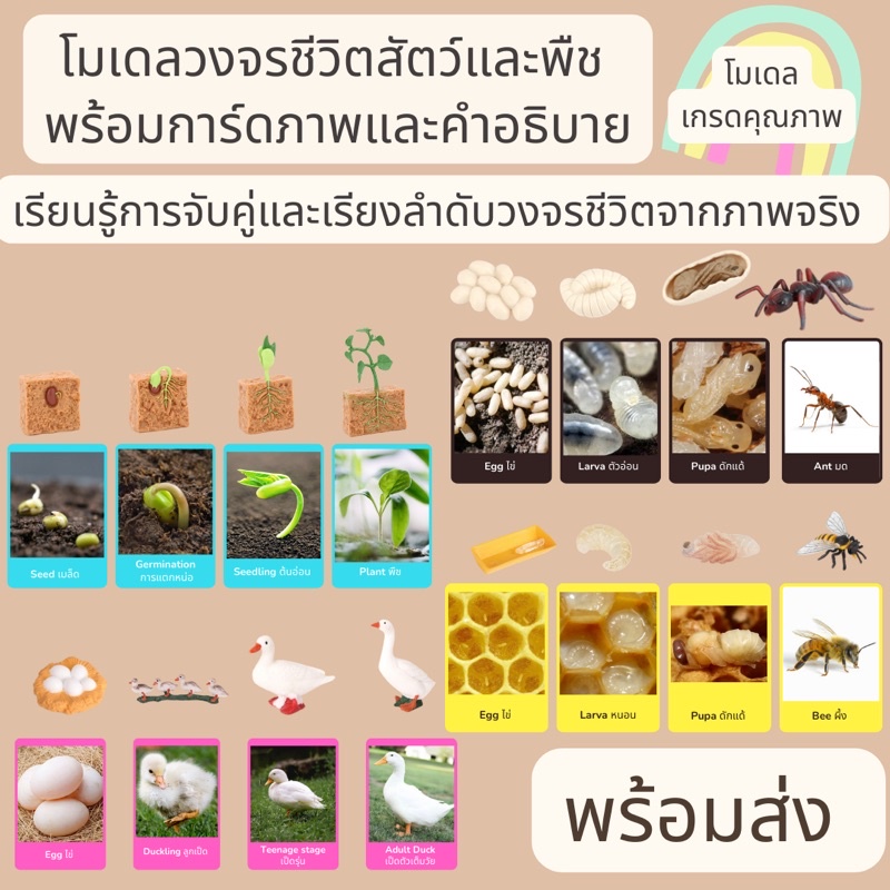 พร้อมส่ง Life Cycle โมเดล วงจรชีวิตสัตว์ และพืช พร้อมการ์ดภาพจริงและคำอธิบาย แนวมอนเตสซอรี่